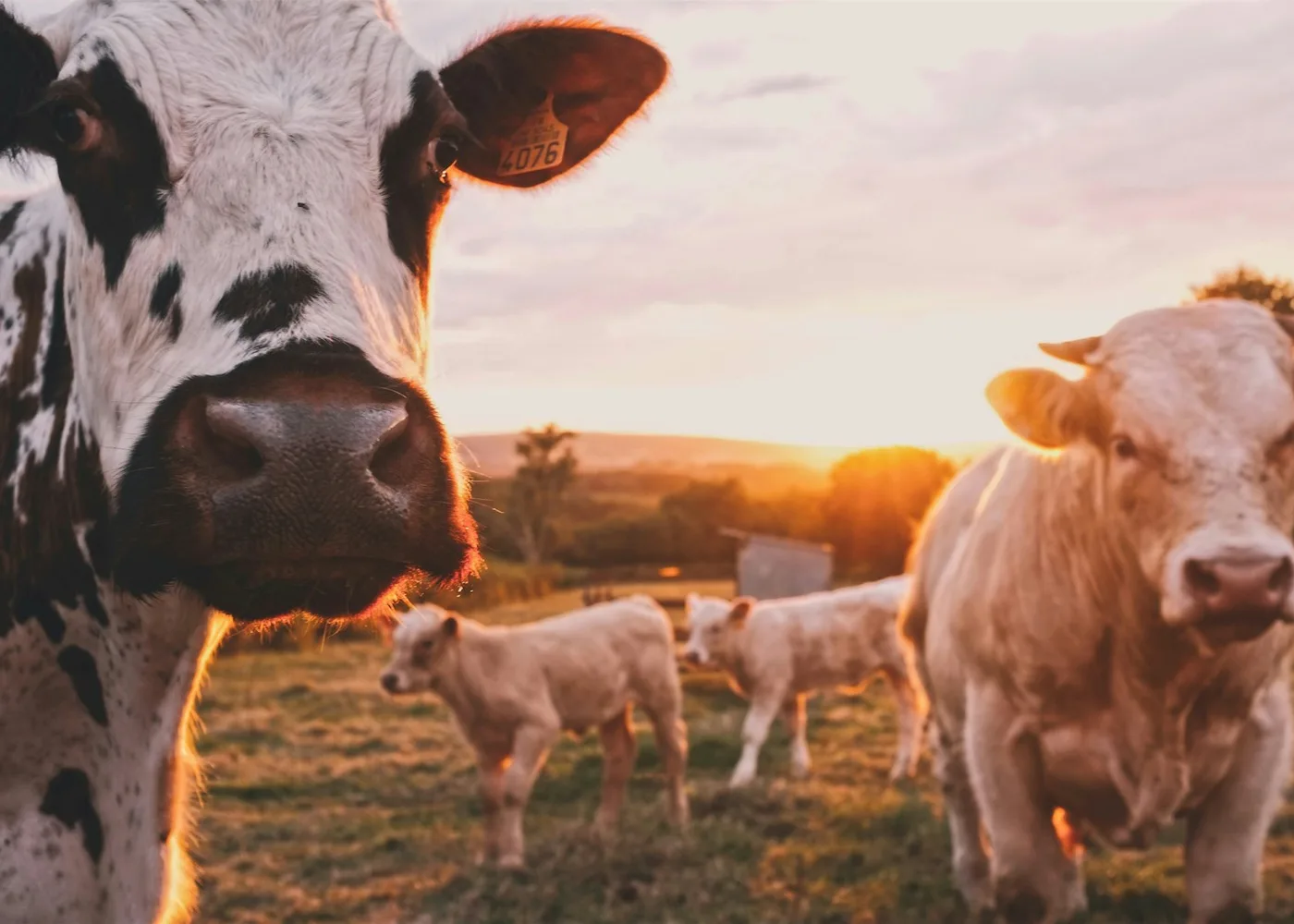 Dairy cows standing in a field at sunset